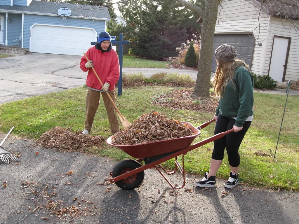 Raking autumn leaves into a wheelbarrow in a front yard