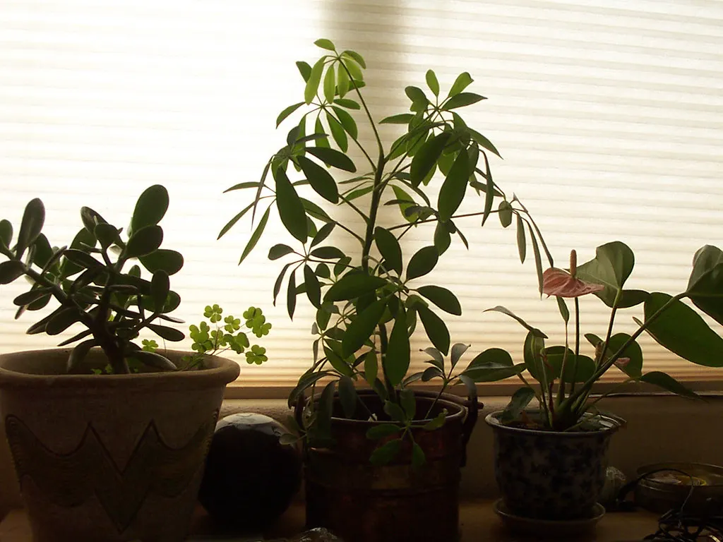 Potted houseplants on a sunny windowsill