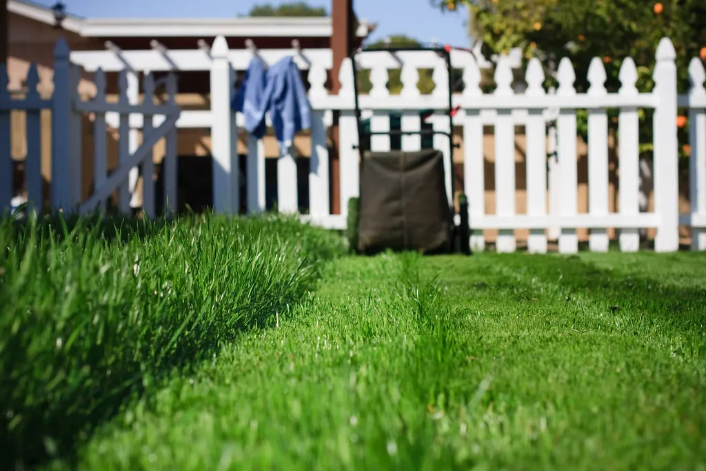 Freshly mowed green lawn in front of a white picket fence