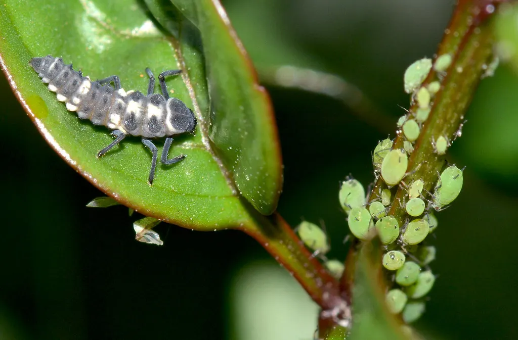 Ladybug larva hunting a cluster of green aphids on a stem