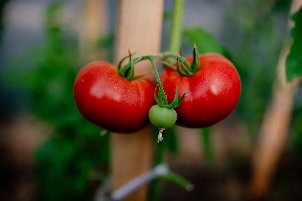 Ripe red tomatoes growing on a staked plant