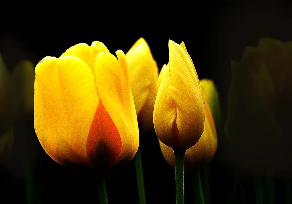 Yellow tulips in bloom in spring