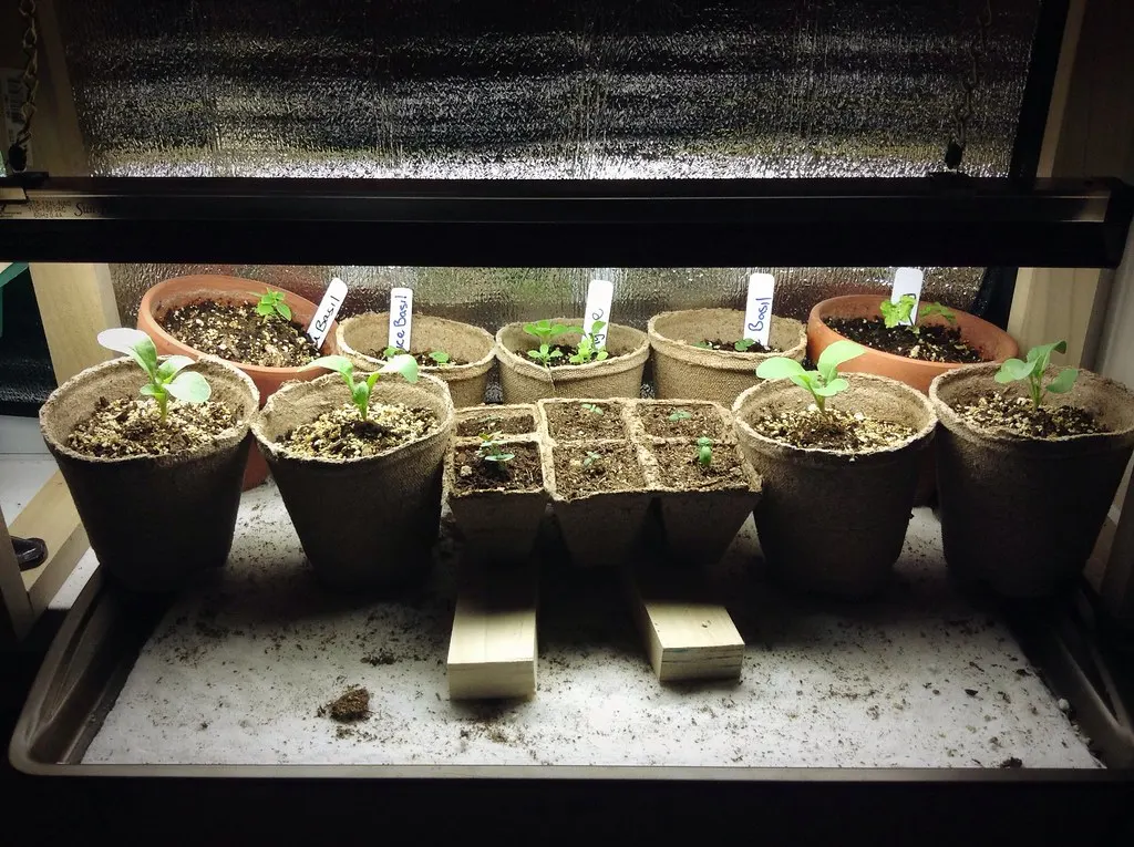 Seedlings in pots growing under a grow light