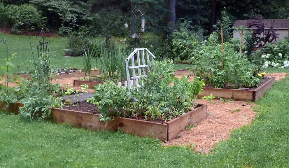 Wooden raised garden beds full of vegetables in a backyard