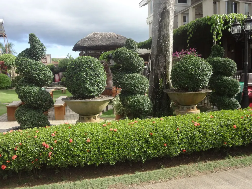 Neatly clipped shrubs and topiary in front of a house